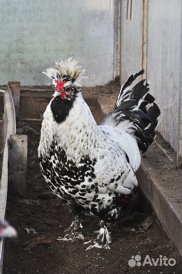 Петухи павловские