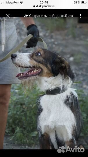 Собака улыбака