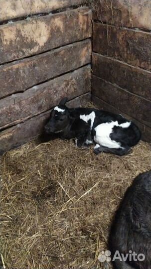 Коровы, телята
