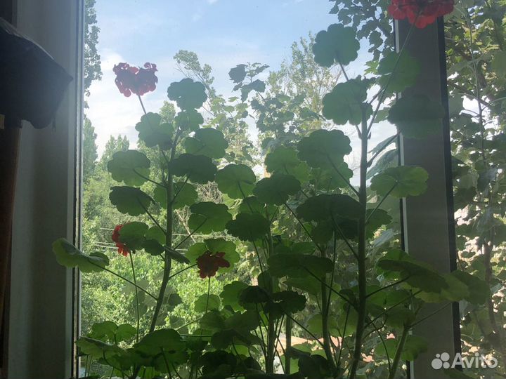 Герань цветок