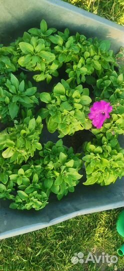 Петуния гигант