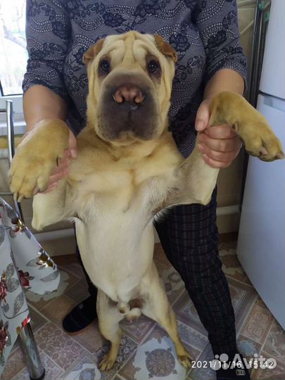 Шарпей вязка