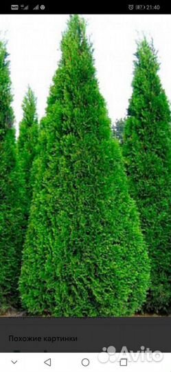Туя западная: смарагд, брабанд.ель колючая SBS др