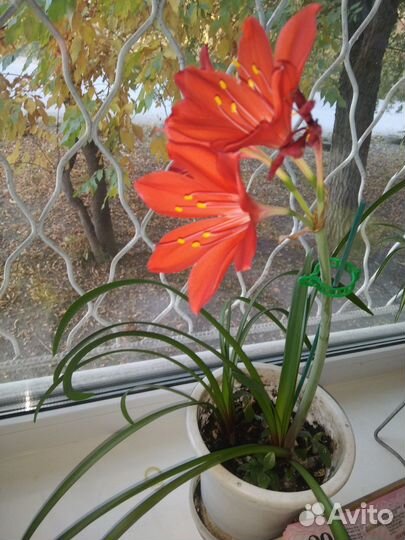 Гиппиаструм