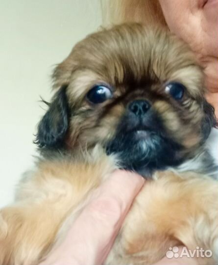 Щенки пекинеса