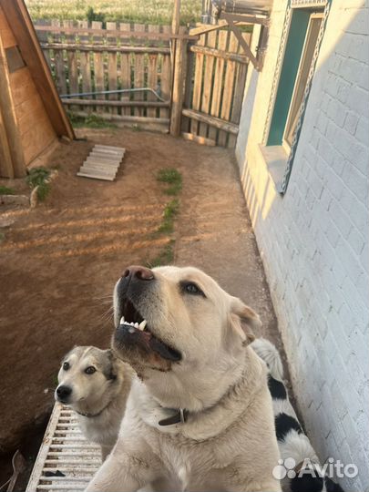 Вязка собак лабрадор