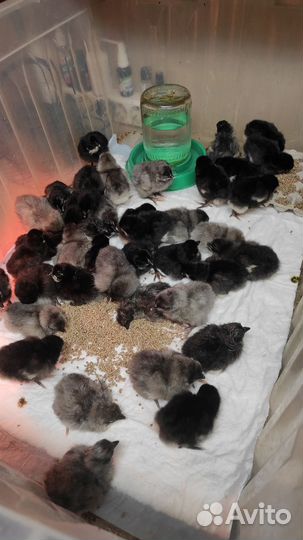 Сильверудд