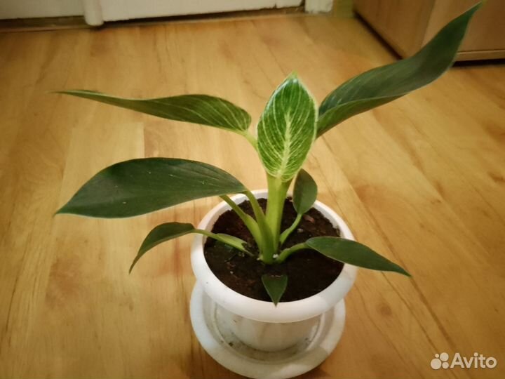 Филодендрон биркина