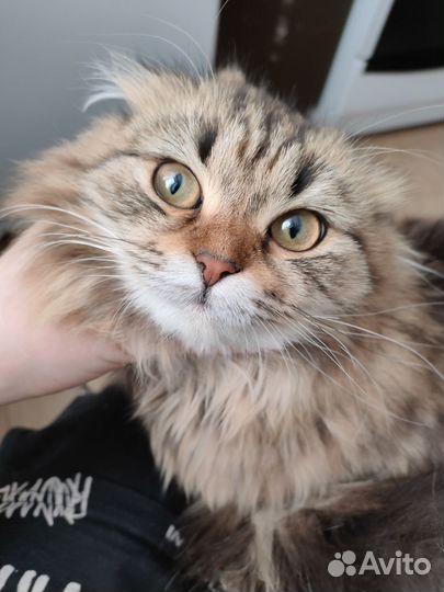 Вислоухая котейка в добрые руки