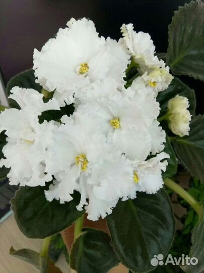 Фиалка сортовая 