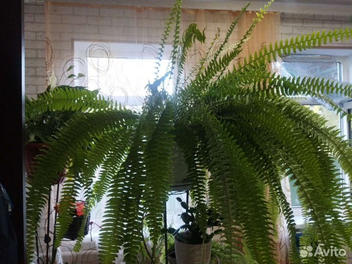 Продается папоротник