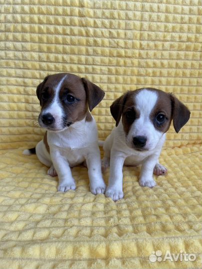 Щенки джек рассел терьер