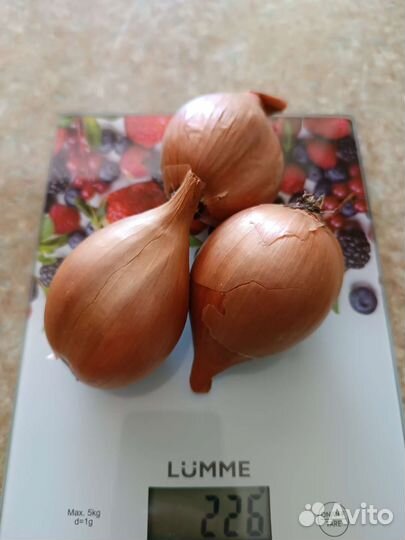 Лук шалот (сорокозубка, семейный)