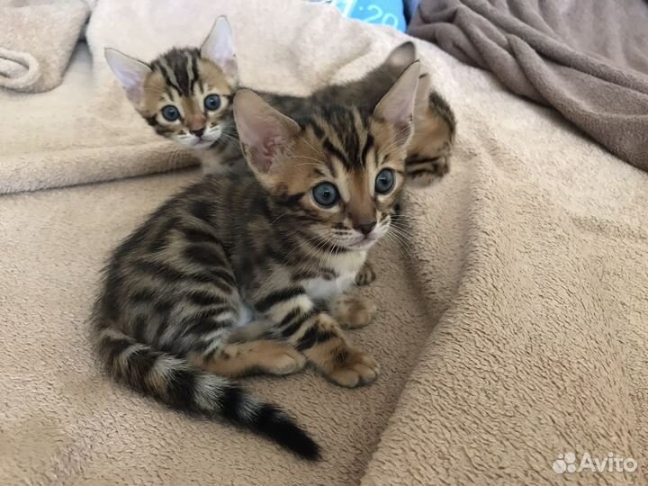 Бенгальские котята
