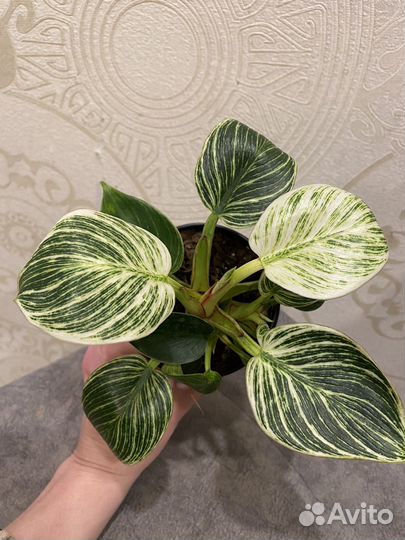 Филодендрон биркин