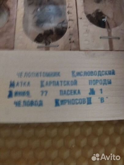 Матки пчелиные плодные(пчеломатки)