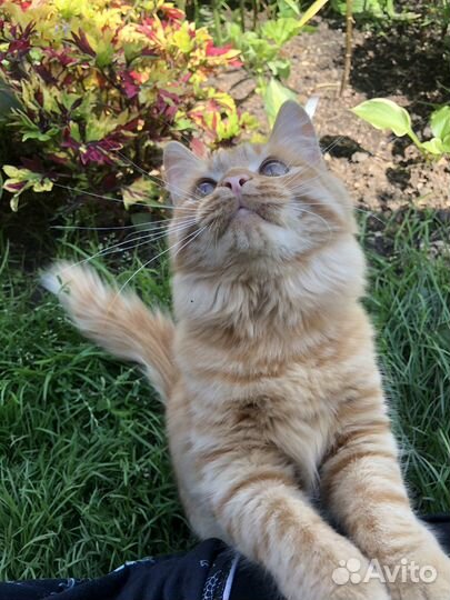 Кот в добрые руки