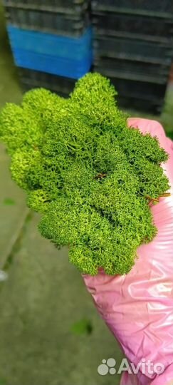 Мох стабилизированный оптом и в розницу