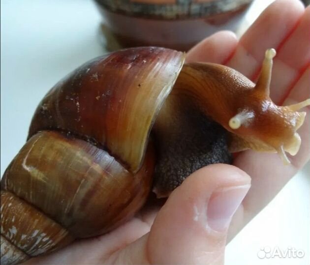 Улитки ахатины