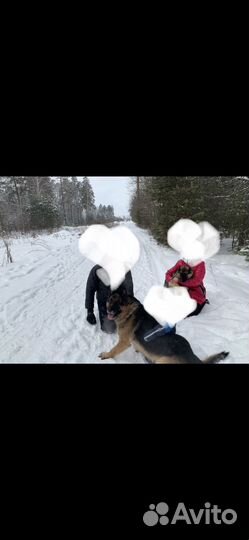Немецкая овчарка щенки