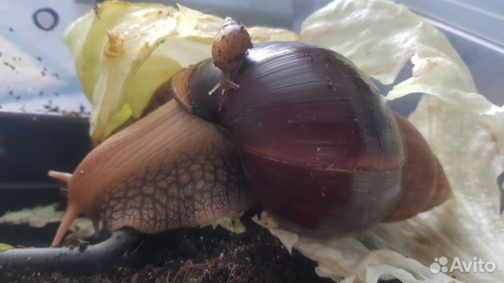 Улитки ахатины бесплатно