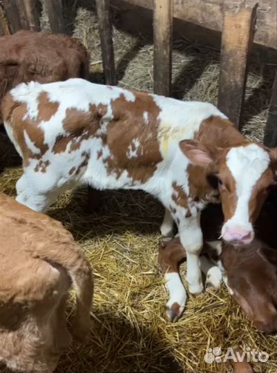 Бычки и быки