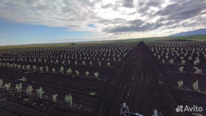 Первый в Алтае сад интенсивного типа