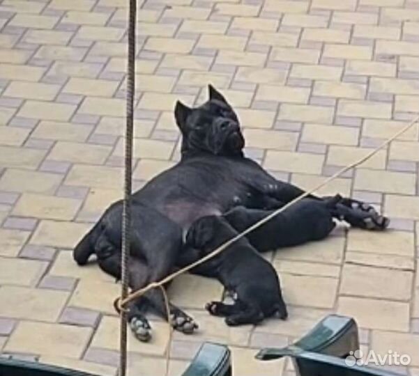 Кане корсо щенки