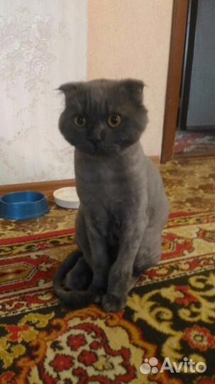 Стрижка кошек и собак