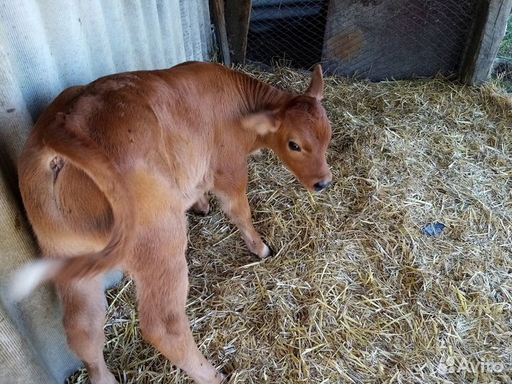 Продается бычок