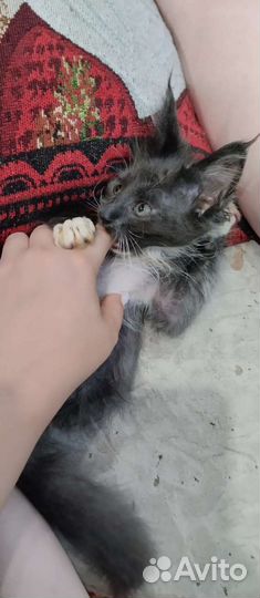 Кошка в дар бесплатно
