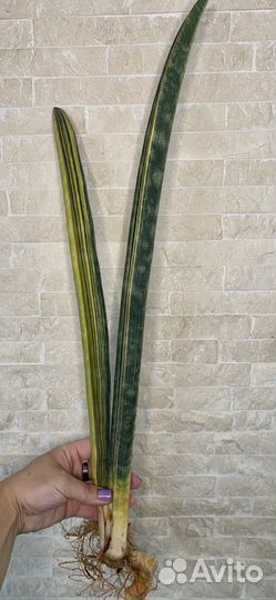 Сансевиерия hallii Baseball bat var