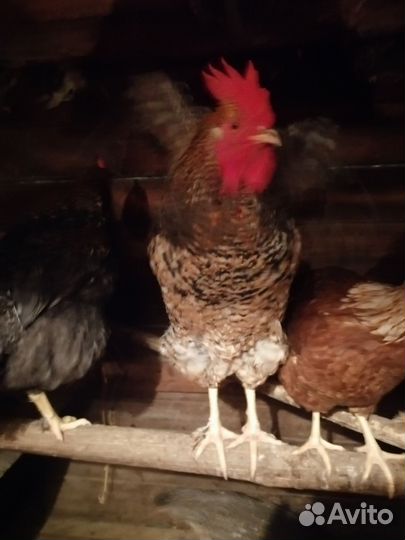 Куры петухи