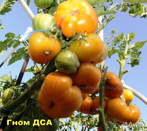 Набор семян 