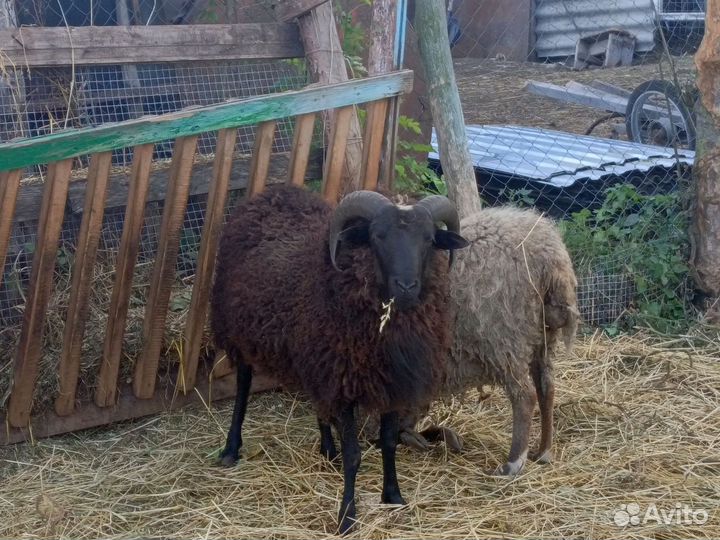 Баран на племя