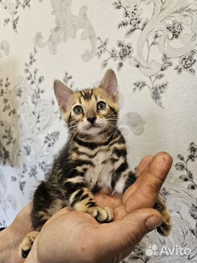 Бенгальские котята