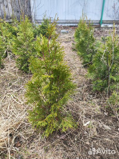 Туя смарагд