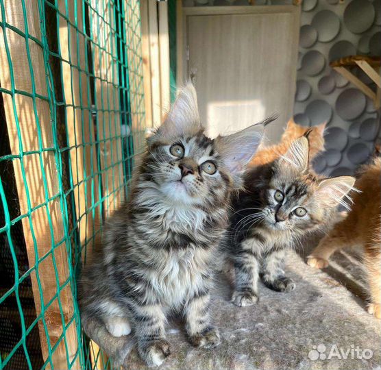 Мейн-кун девочки очень крупные
