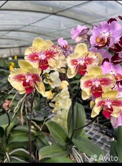 Орхидея Fangmei A Hot (peloric) 2.5''