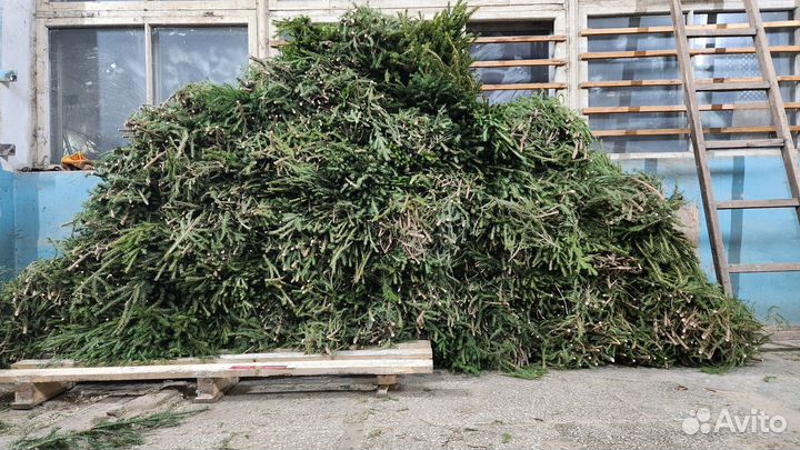 Лапник еловый оптом