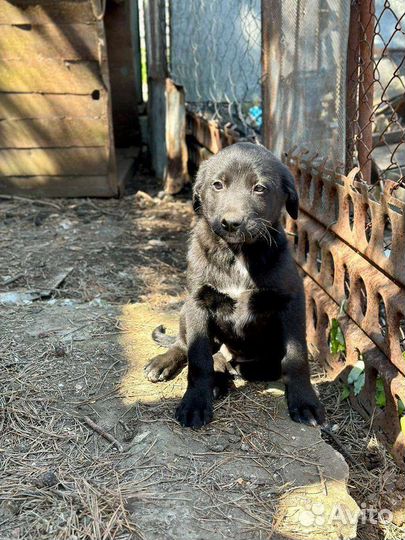 Отдам в добрые руки