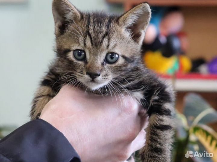 Котята в добрые руки даром