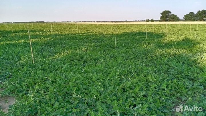 Арбуз оптом