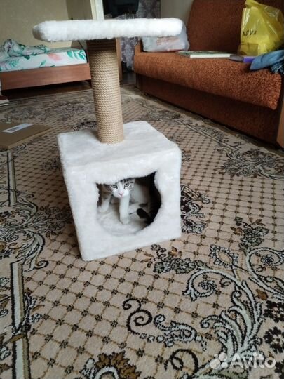 Когтеточка домик для кошки бу