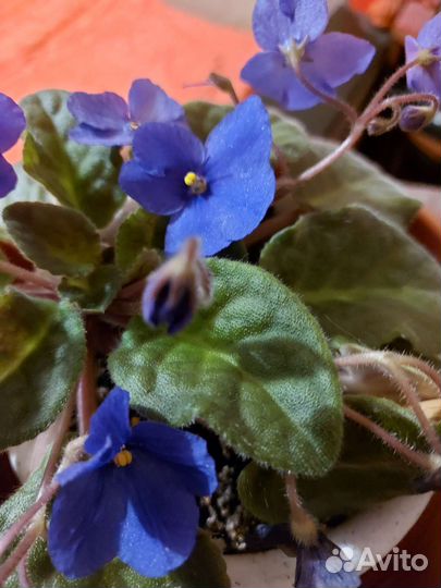 Фиалка сиреневая и синяя