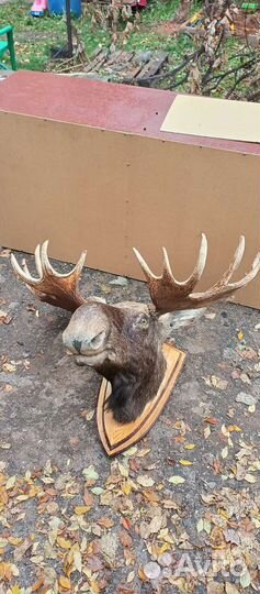 Чучело, цена за одну