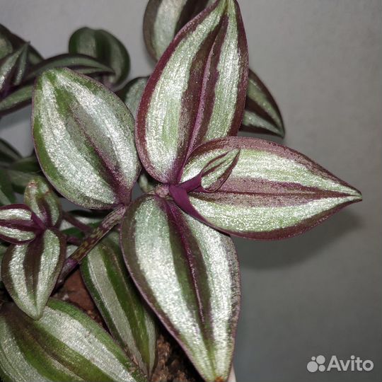 Традесканция зебрина