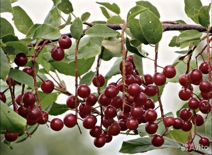 Черемуха шуберта