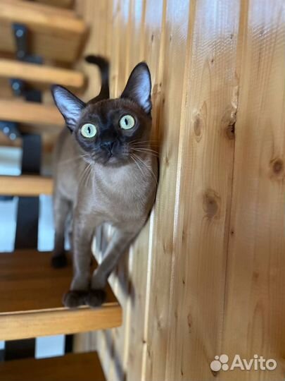 Котята европейской бурмы