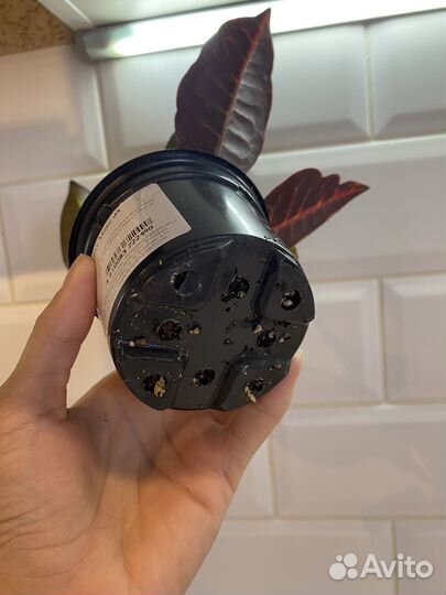 Кротон петра